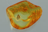 10016 - UNUSUAL Fly MICROPHORINAE Bulbous Genitalia Fossil inclusion in BALTIC AMBER + HQ Picture
