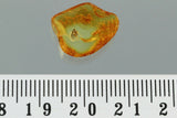 10016 - UNUSUAL Fly MICROPHORINAE Bulbous Genitalia Fossil inclusion in BALTIC AMBER + HQ Picture