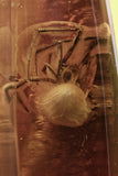 10017 - SPIDER Araneae on STALACTITE Fossil Genuine inclusion in BALTIC AMBER + HQ Picture