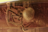 10017 - SPIDER Araneae on STALACTITE Fossil Genuine inclusion in BALTIC AMBER + HQ Picture