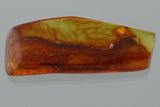 10017 - SPIDER Araneae on STALACTITE Fossil Genuine inclusion in BALTIC AMBER + HQ Picture