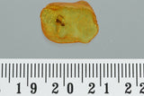 10018 - Great WINGED ANT Formicidae Fossil inclusion in Genuine BALTIC AMBER+ HQ Picture