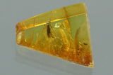 10019 - Scraptiidae FLOWER BEETLE Scraptiinae Genuine inclusion in BALTIC AMBER + HQ Picture