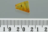 10019 - Scraptiidae FLOWER BEETLE Scraptiinae Genuine inclusion in BALTIC AMBER + HQ Picture