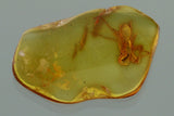 10020 - ARCHAEIDAE Large Assassin Spider Fossil inclusion in Genuine BALTIC AMBER + HQ Picture