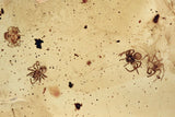 10021 - 4 SPIDERS Araneae SPIDERLING Fossil inclusion in Genuine BALTIC AMBER + HQ Picture