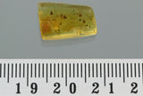 10021 - 4 SPIDERS Araneae SPIDERLING Fossil inclusion in Genuine BALTIC AMBER + HQ Picture