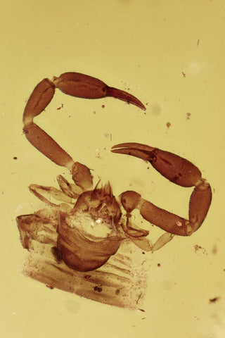 10022 - Astonishing Real PSEUDOSCORPION & GNAT Fossil Inclusion in Genuine BALTIC AMBER + HQ Picture