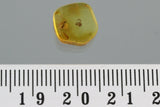 10022 - Astonishing Real PSEUDOSCORPION & GNAT Fossil Inclusion in Genuine BALTIC AMBER + HQ Picture