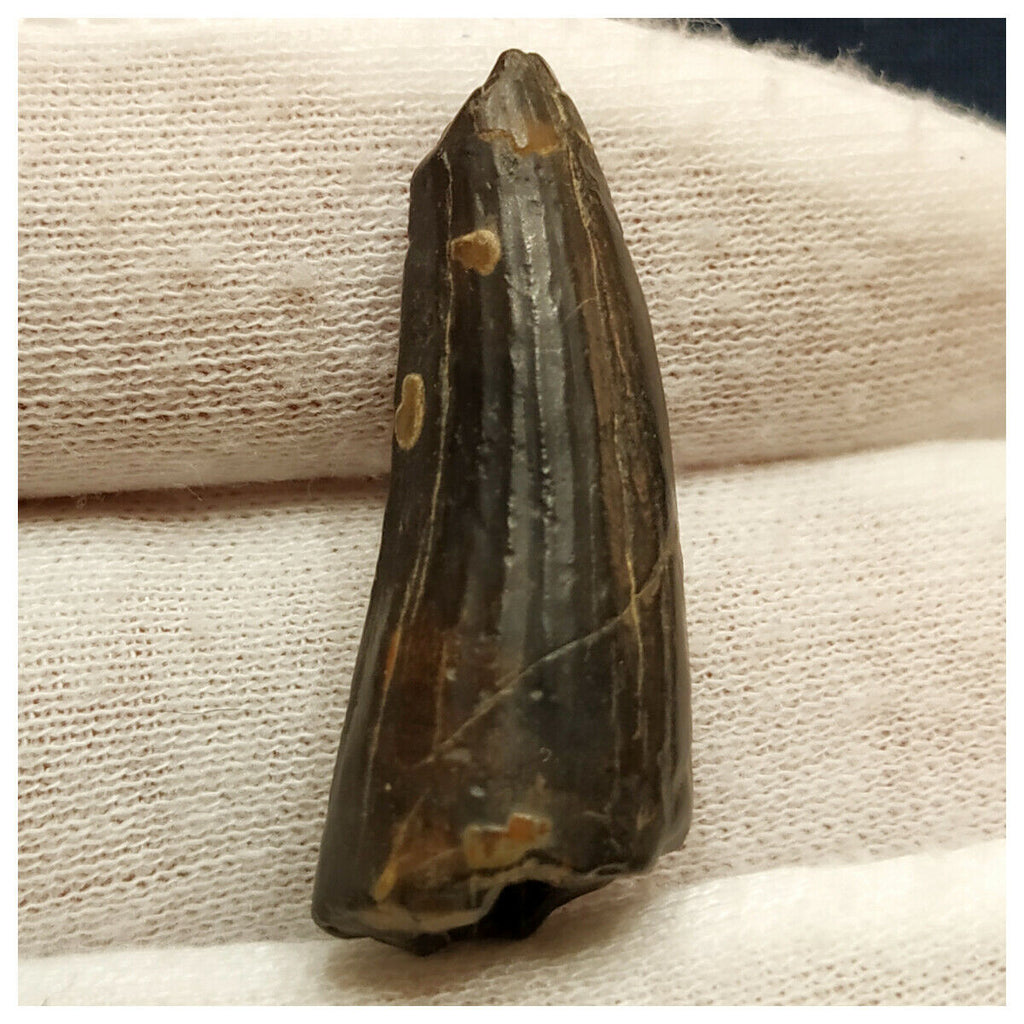10126 - Exceedingly Rare Suchomimus tenerensis Dinosaur Tooth - Elrhaz Fm - Niger