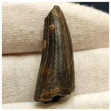 10126 - Exceedingly Rare Suchomimus tenerensis Dinosaur Tooth - Elrhaz Fm - Niger