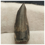 10127 - Exceedingly Rare Suchomimus tenerensis Dinosaur Tooth - Elrhaz Fm - Niger