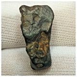 10511 - New Pallasite Meteorite "NWA 14208" (Provisional) 8.15g