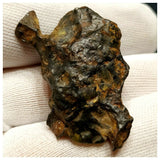 10521 - New Pallasite Meteorite "NWA 14208" (Provisional) 37.28g