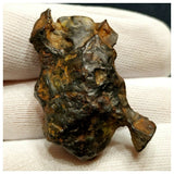 10521 - New Pallasite Meteorite "NWA 14208" (Provisional) 37.28g