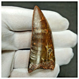 11005 - Gem Grade Black 2.40'' Carcharodontosaurus saharicus Dinosaur Tooth KemKem