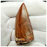 11006 - Gem Grade Red 1.96'' Serrated Carcharodontosaurus saharicus Dinosaur Tooth