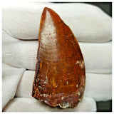 11006 - Gem Grade Red 1.96'' Serrated Carcharodontosaurus saharicus Dinosaur Tooth