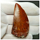 11006 - Gem Grade Red 1.96'' Serrated Carcharodontosaurus saharicus Dinosaur Tooth