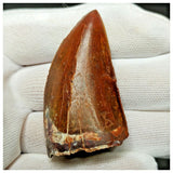 11006 - Gem Grade Red 1.96'' Serrated Carcharodontosaurus saharicus Dinosaur Tooth