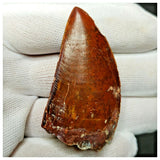 11006 - Gem Grade Red 1.96'' Serrated Carcharodontosaurus saharicus Dinosaur Tooth