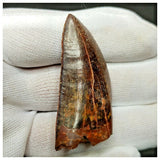 11007 - Gem Grade Black 1.96'' Serrated Carcharodontosaurus saharicus Dinosaur Tooth