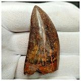 11007 - Gem Grade Black 1.96'' Serrated Carcharodontosaurus saharicus Dinosaur Tooth