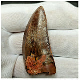 11007 - Gem Grade Black 1.96'' Serrated Carcharodontosaurus saharicus Dinosaur Tooth