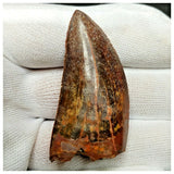 11007 - Gem Grade Black 1.96'' Serrated Carcharodontosaurus saharicus Dinosaur Tooth