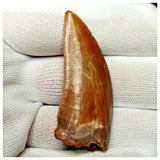 11008 - Gem Grade Red 1.96'' Serrated Carcharodontosaurus saharicus Dinosaur Tooth