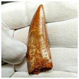 11008 - Gem Grade Red 1.96'' Serrated Carcharodontosaurus saharicus Dinosaur Tooth