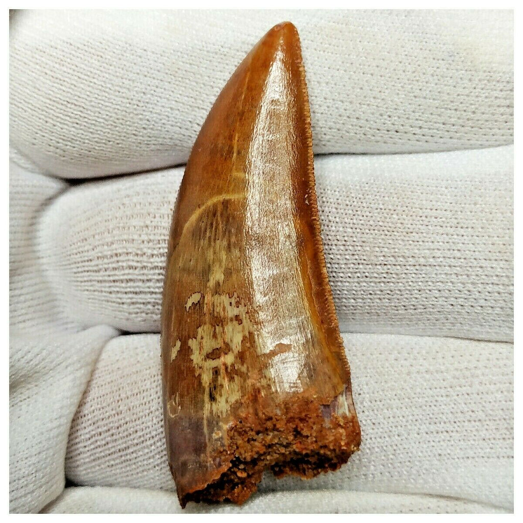 11008 - Gem Grade Red 1.96'' Serrated Carcharodontosaurus saharicus Dinosaur Tooth