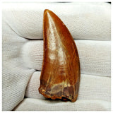 11008 - Gem Grade Red 1.96'' Serrated Carcharodontosaurus saharicus Dinosaur Tooth