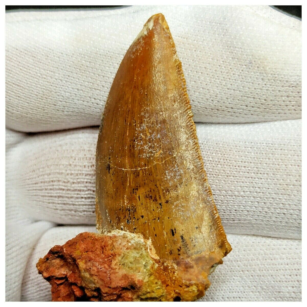 11009 - Nice Serrated 1.81'' Carcharodontosaurus saharicus Dinosaur Tooth Cretaceous