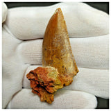 11009 - Nice Serrated 1.81'' Carcharodontosaurus saharicus Dinosaur Tooth Cretaceous