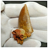 11009 - Nice Serrated 1.81'' Carcharodontosaurus saharicus Dinosaur Tooth Cretaceous