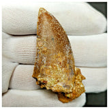 11009 - Nice Serrated 1.81'' Carcharodontosaurus saharicus Dinosaur Tooth Cretaceous