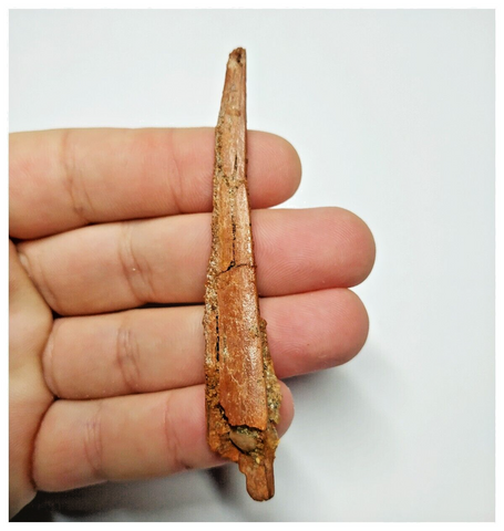 T146 - Rare 3.34'' Alanqa saharica Cretaceous Azhdarchid Pterosaur Dentary Bone