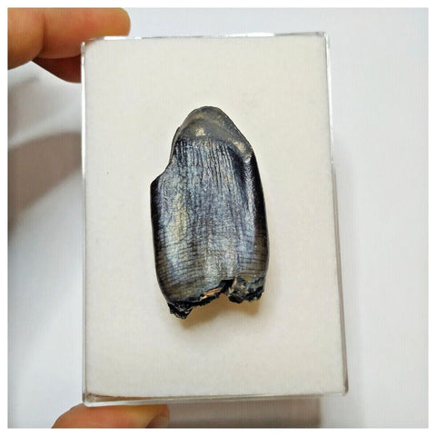 JS2 - Top Rare Jobaria tiguidensis Sauropod Dinosaur Tooth Jurassic Tiouraren Fm