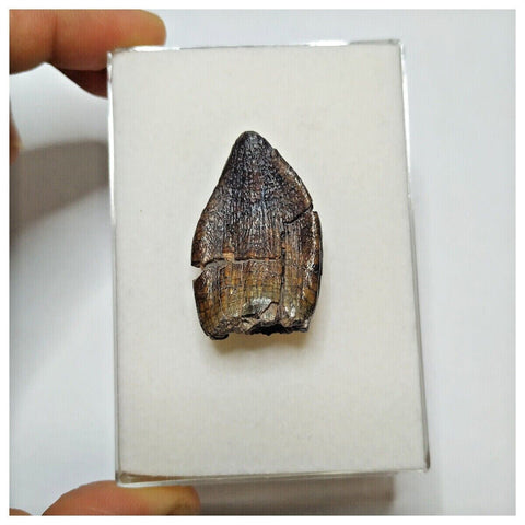 JS1 - Top Rare Jobaria tiguidensis Sauropod Dinosaur Tooth Jurassic Tiouraren Fm