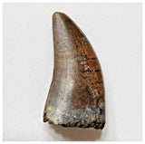 E8 - Rare Eocarcharia dinops Dinosaur Tooth - Cretaceous Elrhaz Fm Tenere Desert