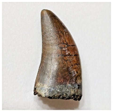 E8 - Rare Eocarcharia dinops Dinosaur Tooth - Cretaceous Elrhaz Fm Tenere Desert