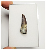 T177 - Rare Suchomimus tenerensis Dinosaur Tooth Lower Cretaceous Elrhaz Fm