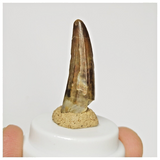 S127 - Finest Suchomimus tenerensis Dinosaur Tooth Lower Cretaceous Elrhaz Fm