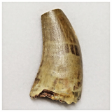 T157- Rare Eocarcharia dinops Dinosaur Tooth Cretaceous Elrhaz Fm Tenere Desert