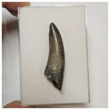 W19 - Rare Suchomimus tenerensis Dinosaur Tooth Lower Cretaceous Elrhaz Fm