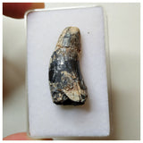 S32 - Rare Afrovenator abakensis Megalosaurid Dinosaur Tooth Jurassic Tiouraren Fm