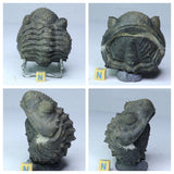 Lot of Well Prepared Trilobites - Order Tadashi
