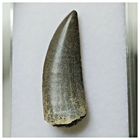 S24 - Kryptops palaios Abelisaurid Theropod Dinosaur Tooth Cretaceous Elrhaz Fm