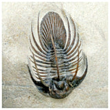 11020 - Rare Spiny 2.16 Inch Kolihapeltis chlupaci Lower Devonian Trilobite